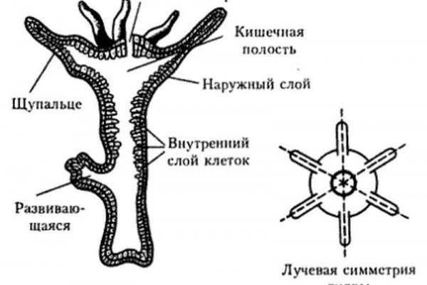 Как зайти на кракен в торе
